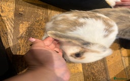 French Lop rabbits for sale: 3 gorgeous male bunnies  - Image 11