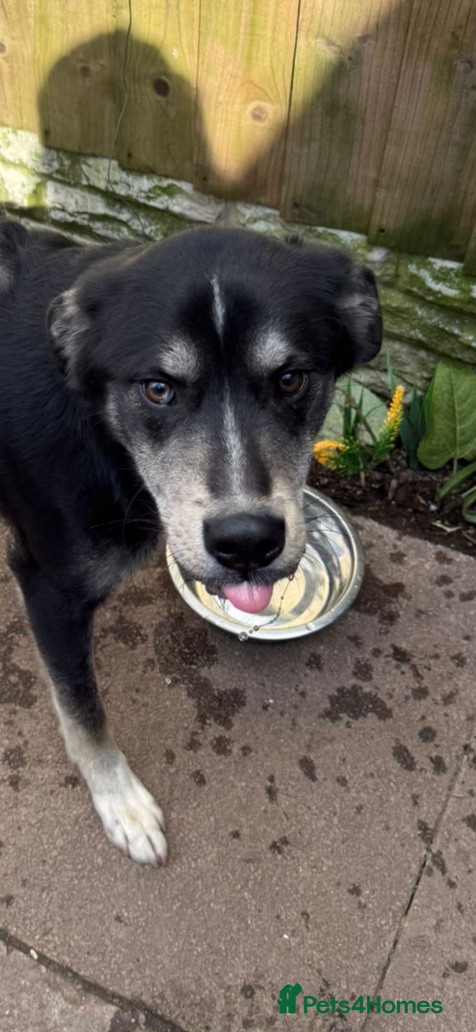 Mixed Breed dogs Matrix  - Advert 16