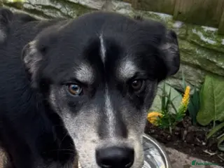 Mixed Breed dogs Matrix - Advert 16