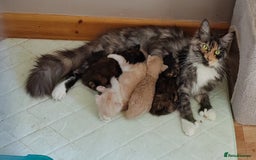 Maine Coon cats for sale: Beautiful Maine Coon kittens  - Image 10