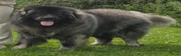 Caucasian Shepherd Dog dogs for stud: Caucasian shepherd Junior Champion for Stud - Advert 4