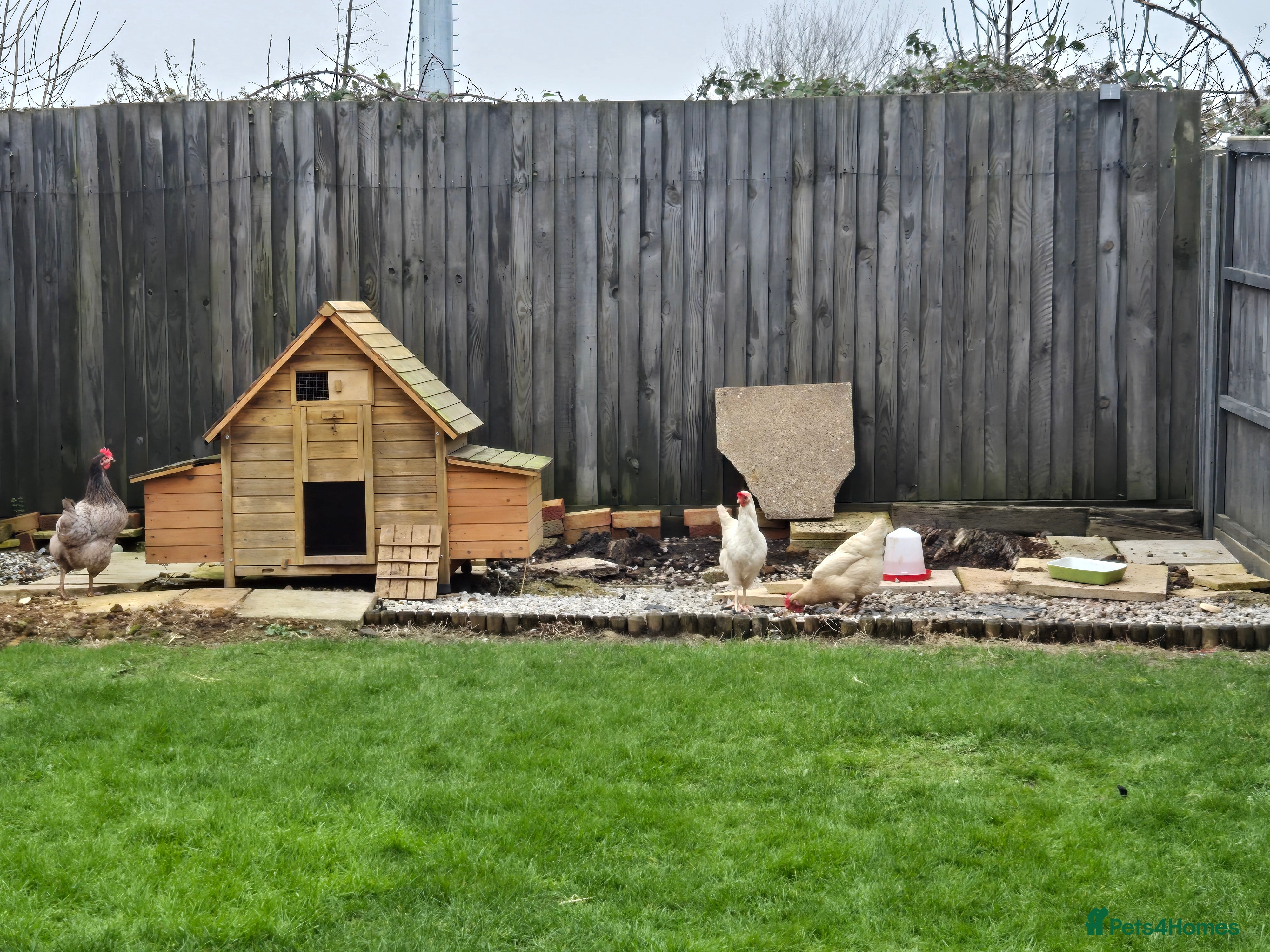 Chickens poultry Trio of 3x hens & large coop - Advert 1