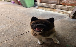 Akita dogs for sale: American akita - Image 1