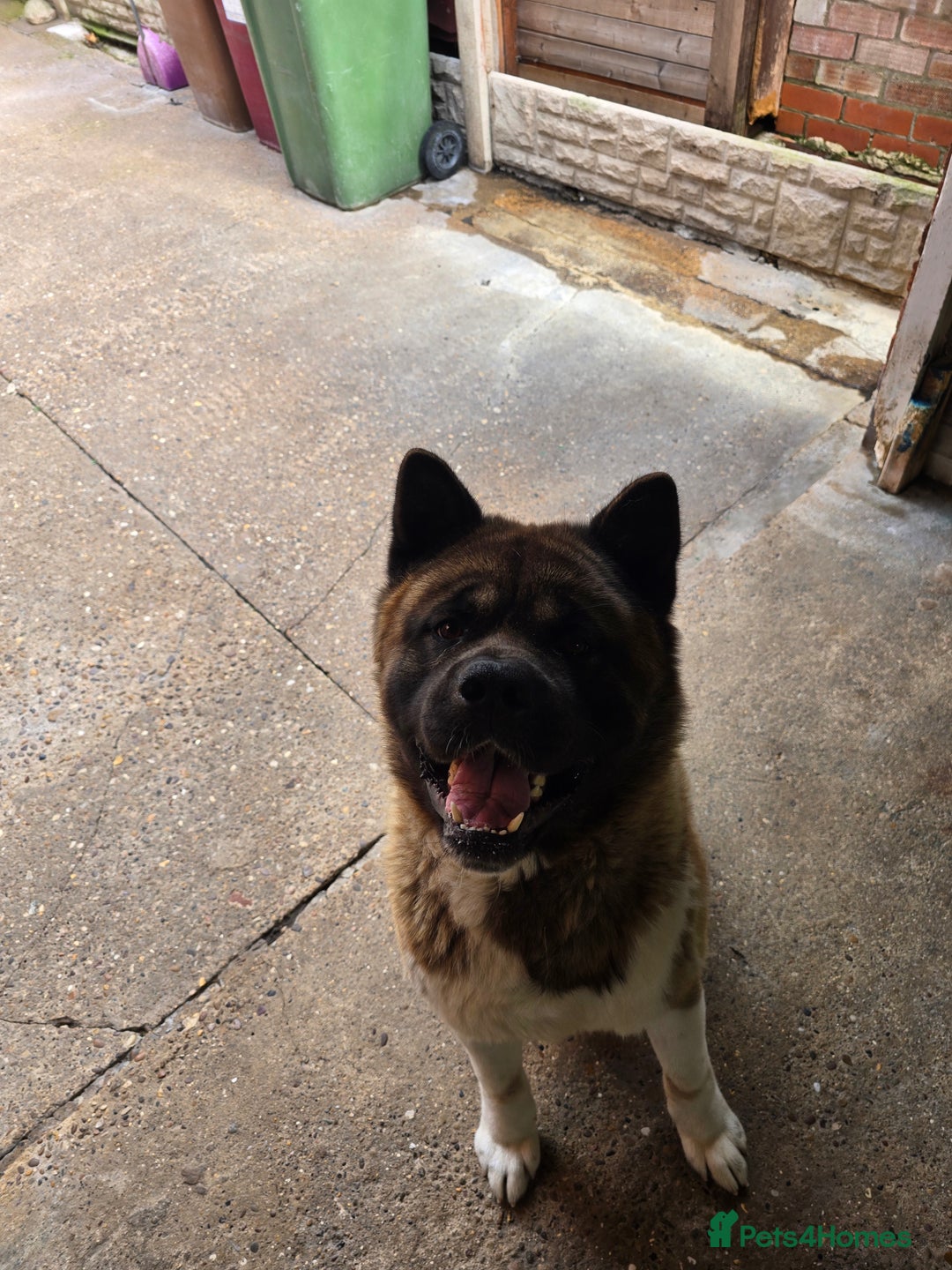 Akita dogs for sale: American akita - Image 1