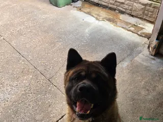 Akita dogs American akita - Advert 1