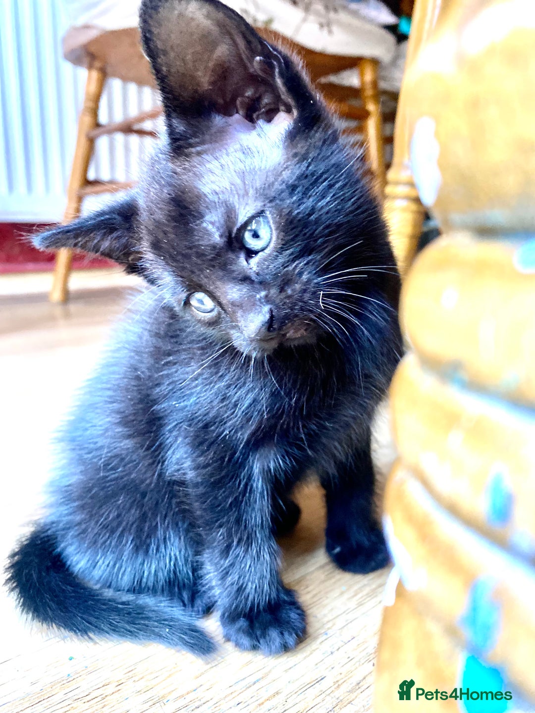 Mixed Breed cats for sale: 4 gorgeous kittens - Image 17