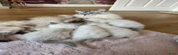 Ragdoll cats for sale: GCCF LILAC Ragdoll kittens  - Advert 19