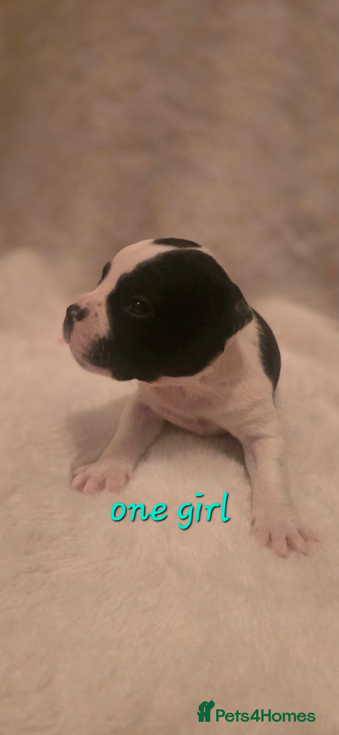 Mixed Breed dogs for sale: Olde english × staffie pups  - Advert 5