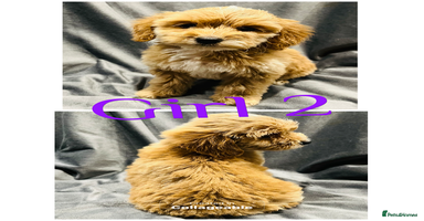 Cockapoo dogs - Advert 13