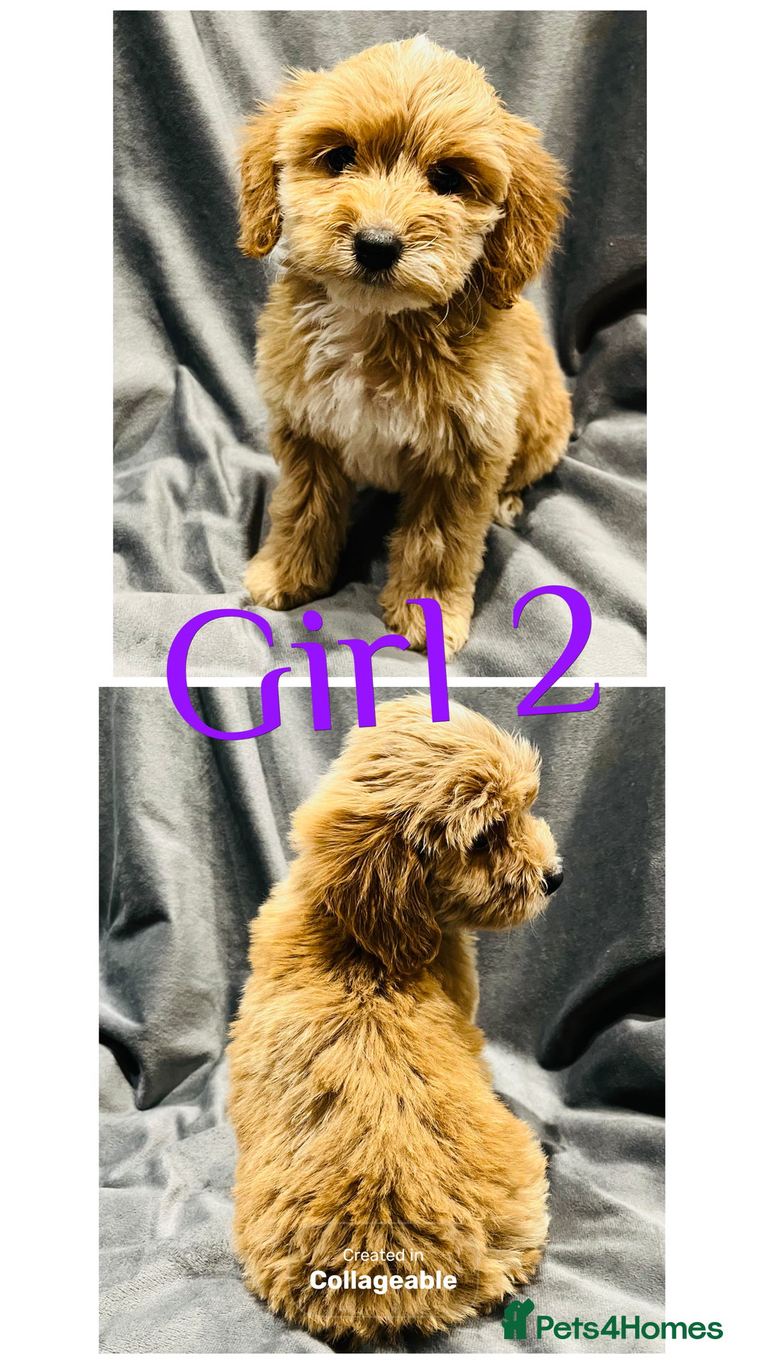 Cockapoo dogs for sale: F1 Show cockapoos(ready now ) - Image 5
