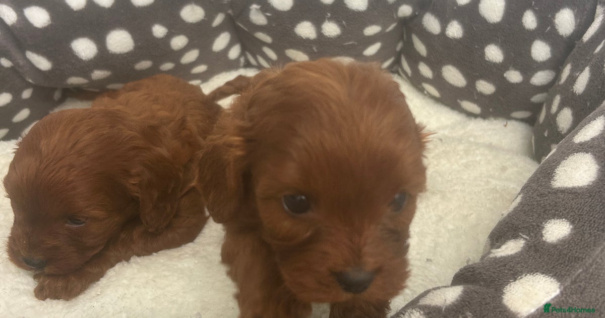 Ruby Cavapoo puppies (f1) for sale in Pershore | Pets4Homes