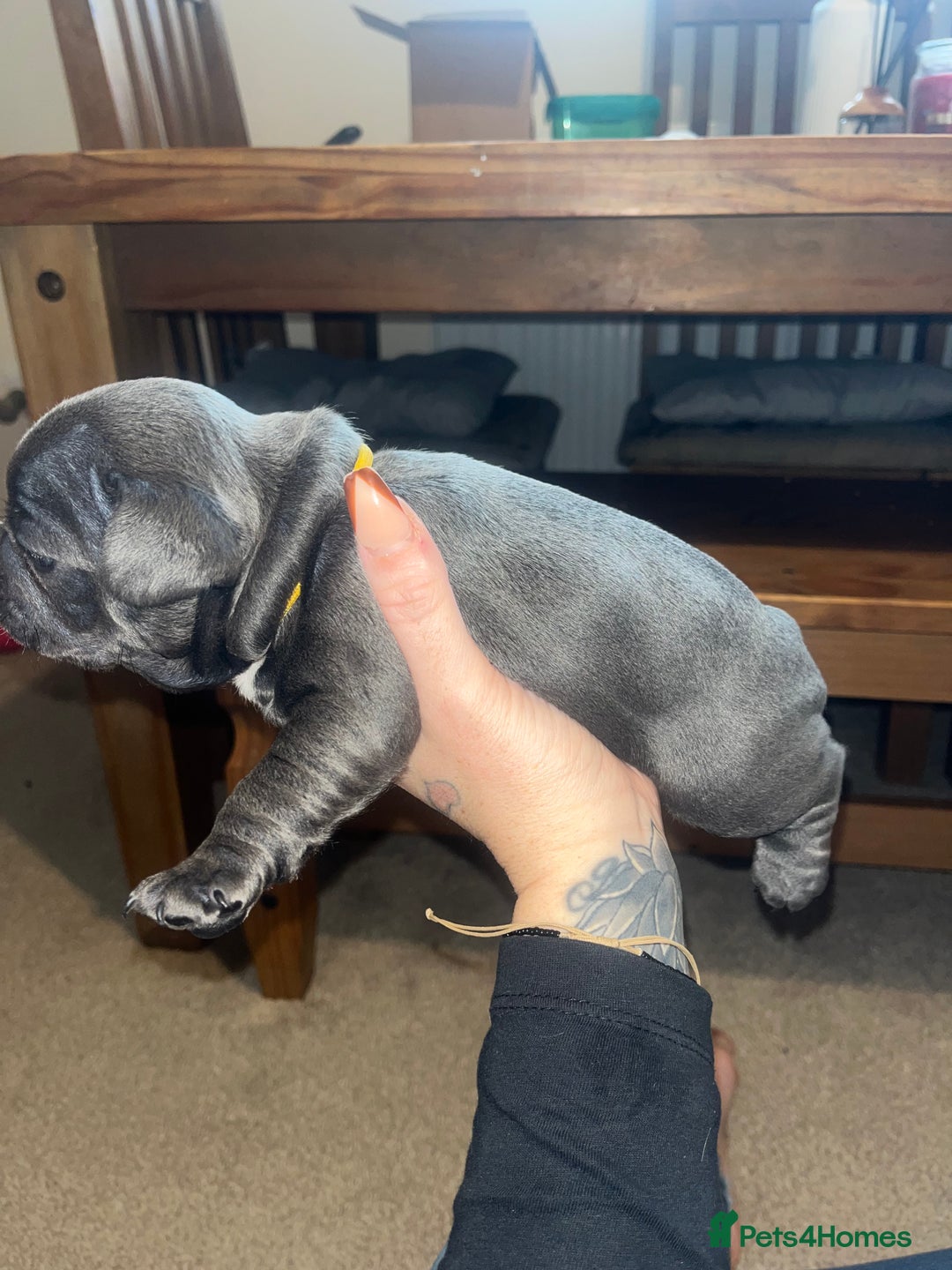 French Bulldog dogs for sale: Blue French bulldogs - Image 8