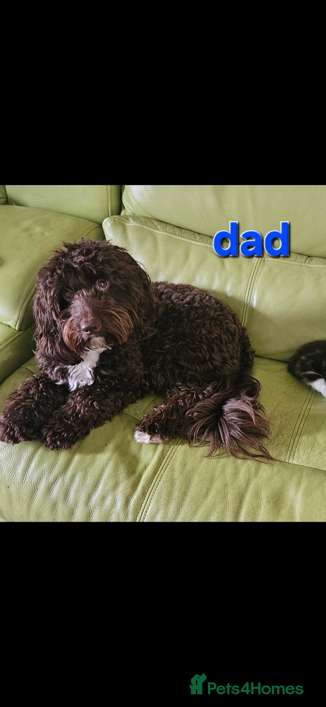 Cockapoo dogs for sale: Cockerpoo puppies for sale  - Image 11