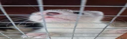 Ferret rodents for sale: 9 babies ferrets - Advert 3