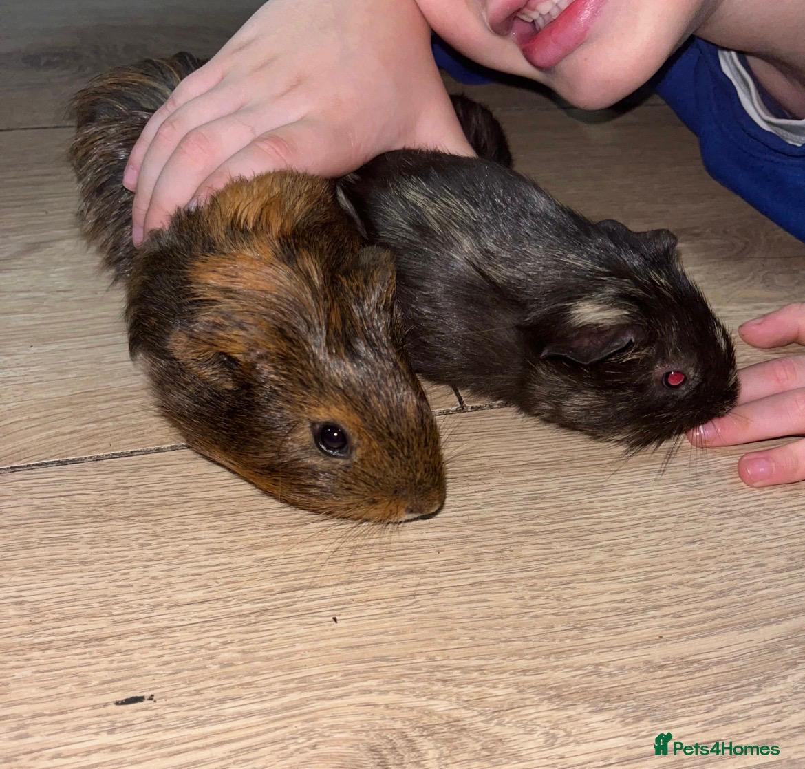 Guinea Pig rodents 2 male guinea pigs  - Advert 2