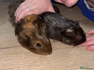 Guinea Pig rodents 2 male guinea pigs - Advert 2