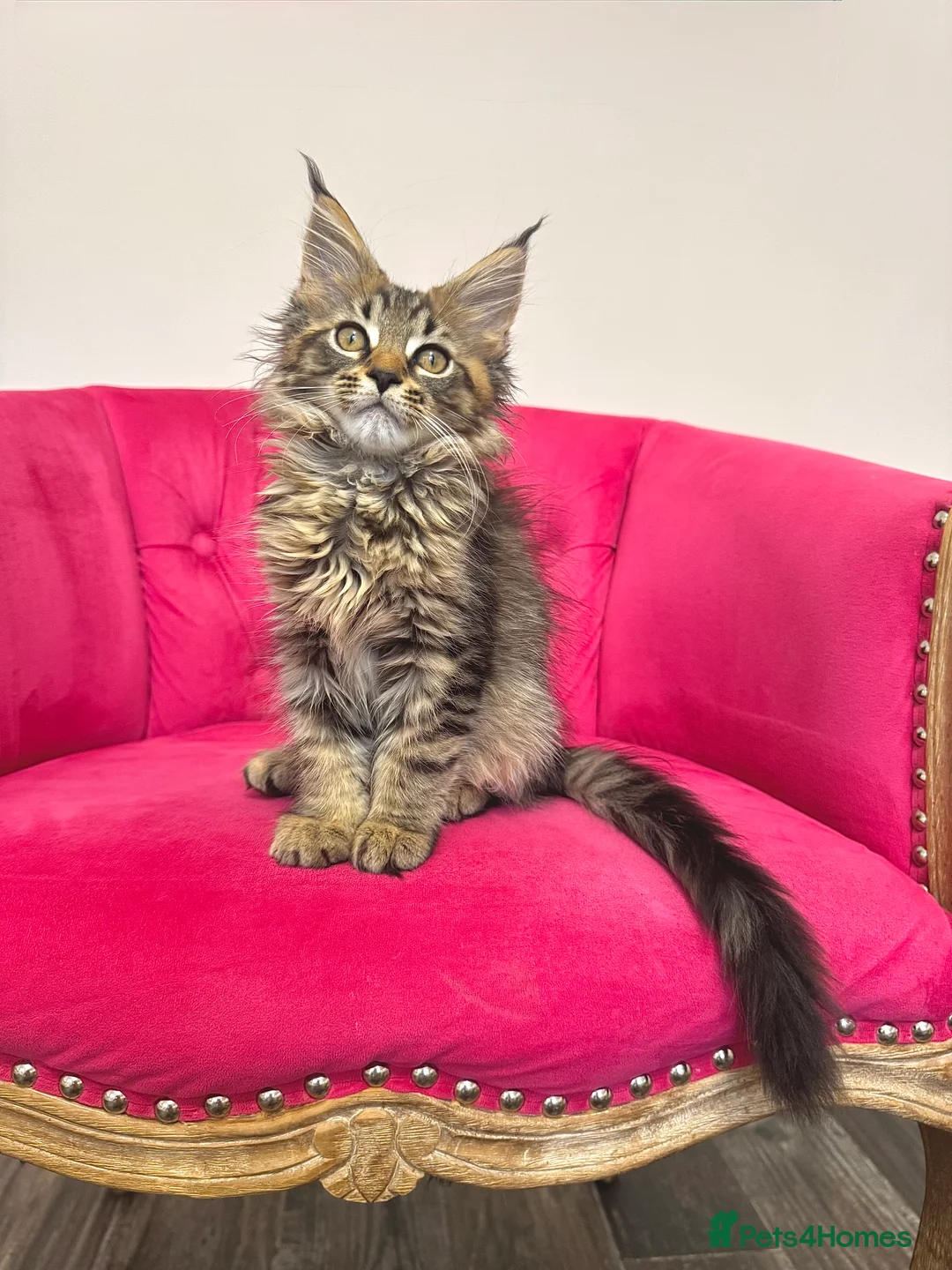 Maine Coon cats for sale: MaineCoon Kittens 🏆20+Gen🧬 Outstadning Pedigree - Advert 10