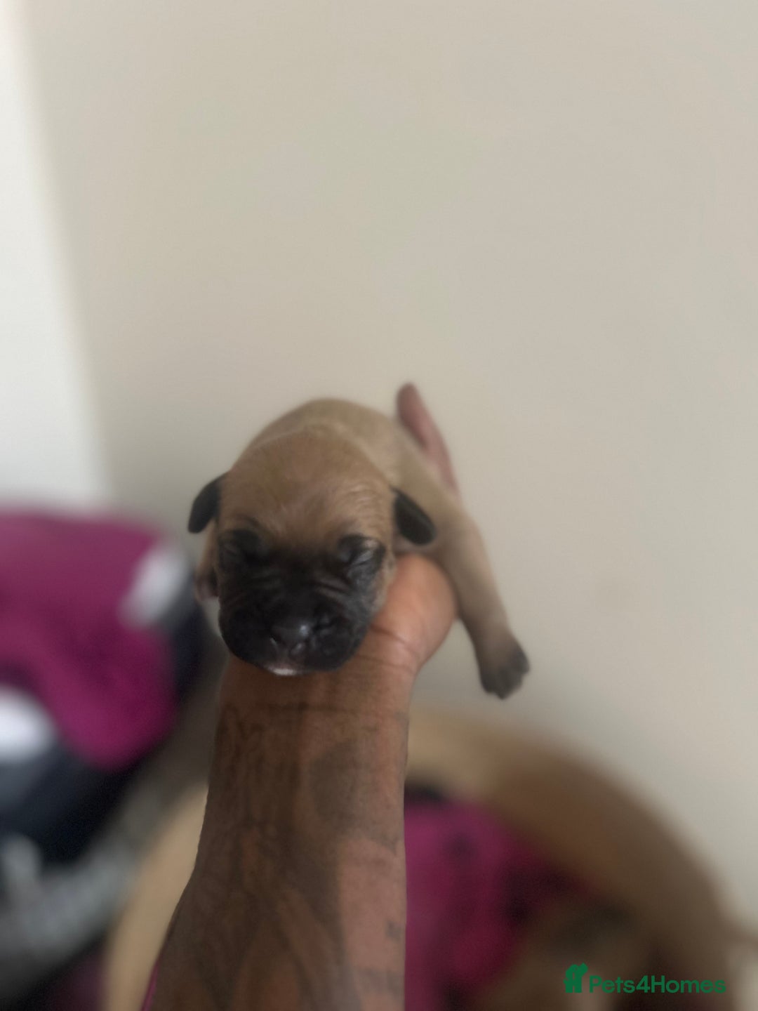 Mixed Breed dogs for sale: French bulldog mix - Image 5