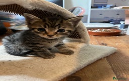 British Shorthair cats for sale: Tabby Male Kittens - Image 3