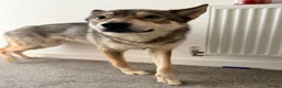Mixed Breed dogs for sale: Husky mix - Advert 3