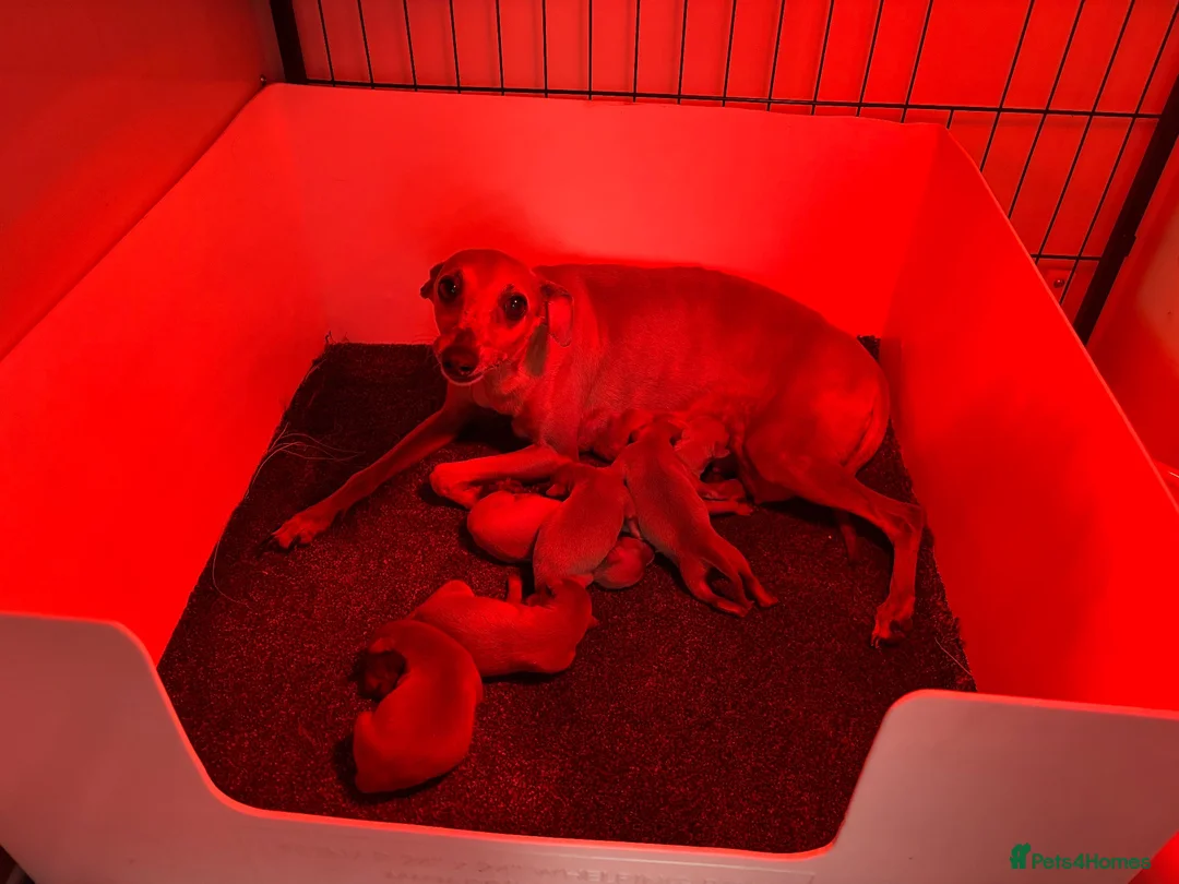Italian Greyhound dogs for sale: Kc Italian fawn boys  - Advert 2