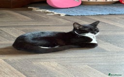 Domestic Shorthair cats for sale: Small Cat For Sale - Image 2