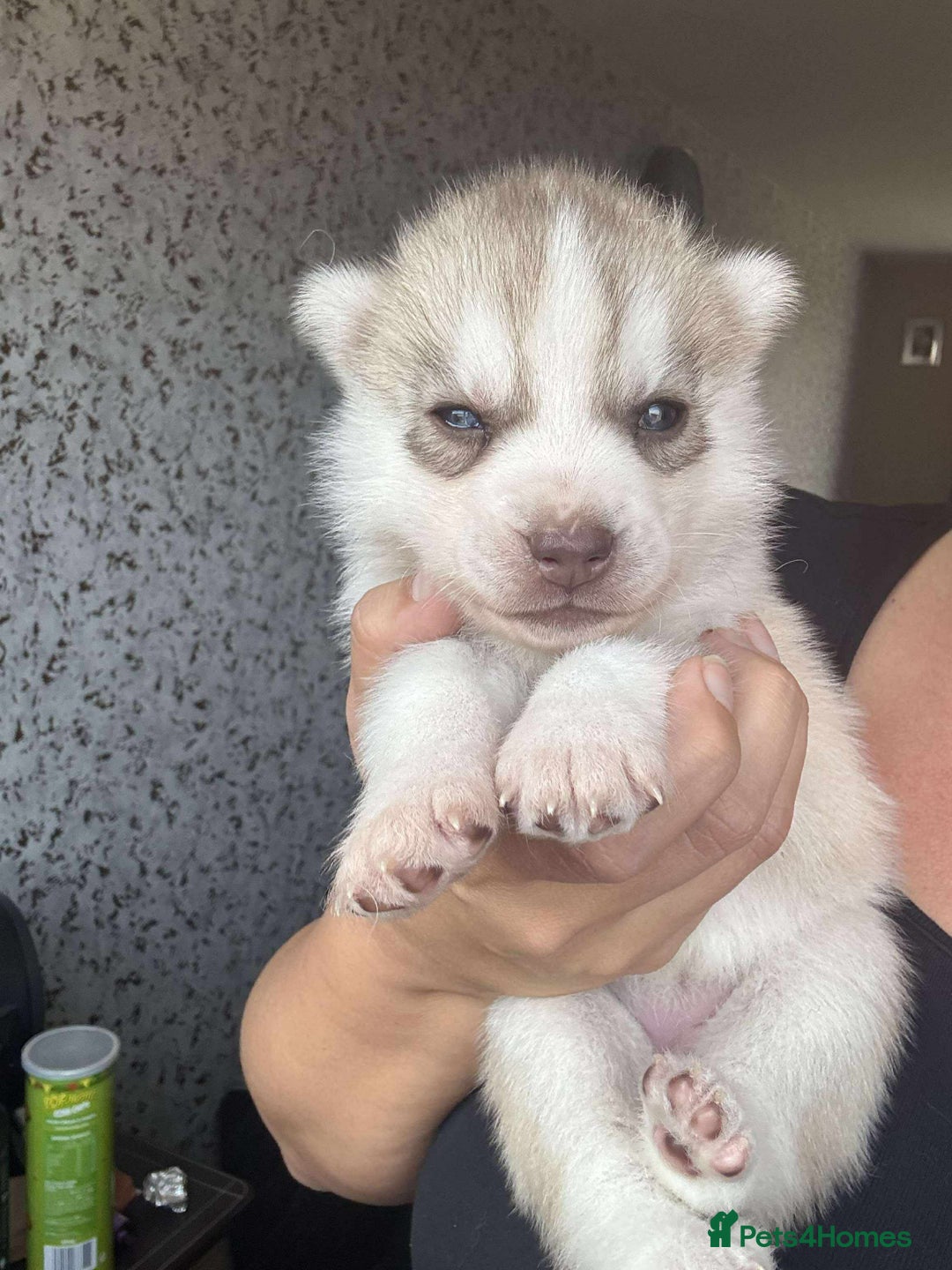 Siberian Husky dogs for sale: Beautiful KC registered Siberian puppies  - Image 14