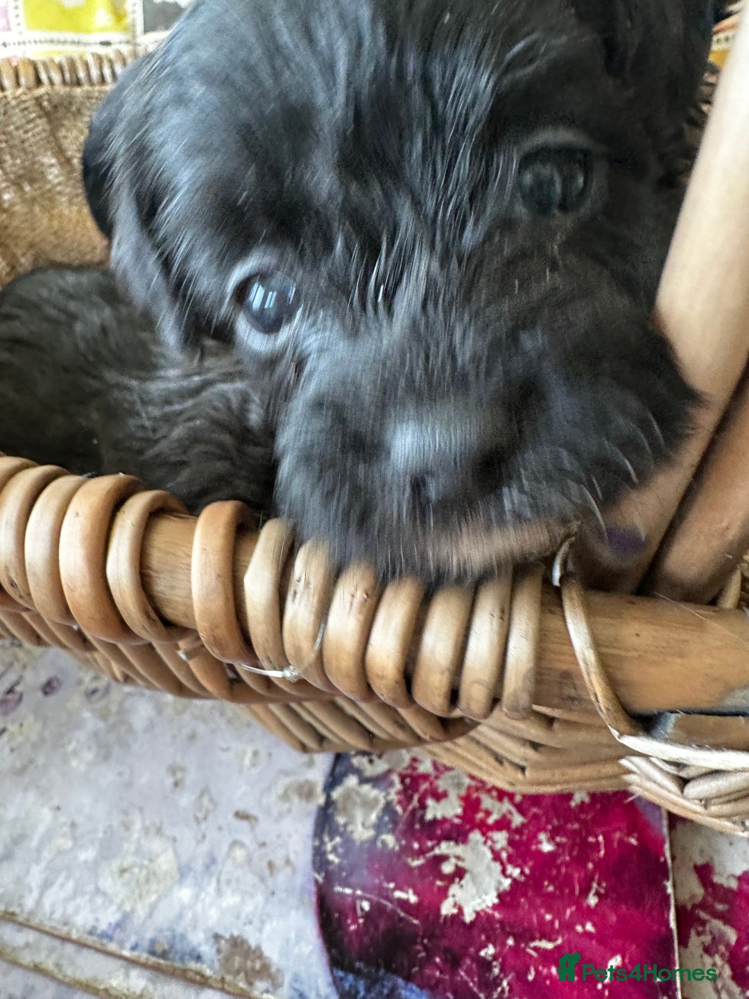 Yorkiepoo dogs for sale: Yorkiepoo Puppies to the manor born - Image 5