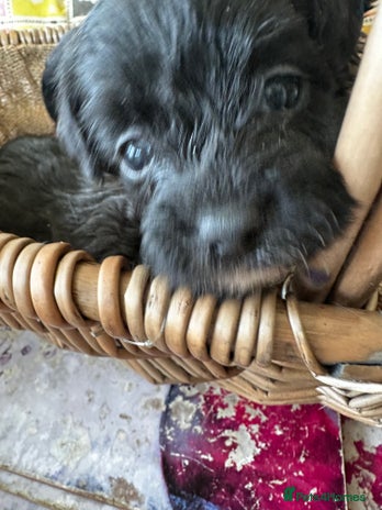 Yorkiepoo dogs - Advert 1