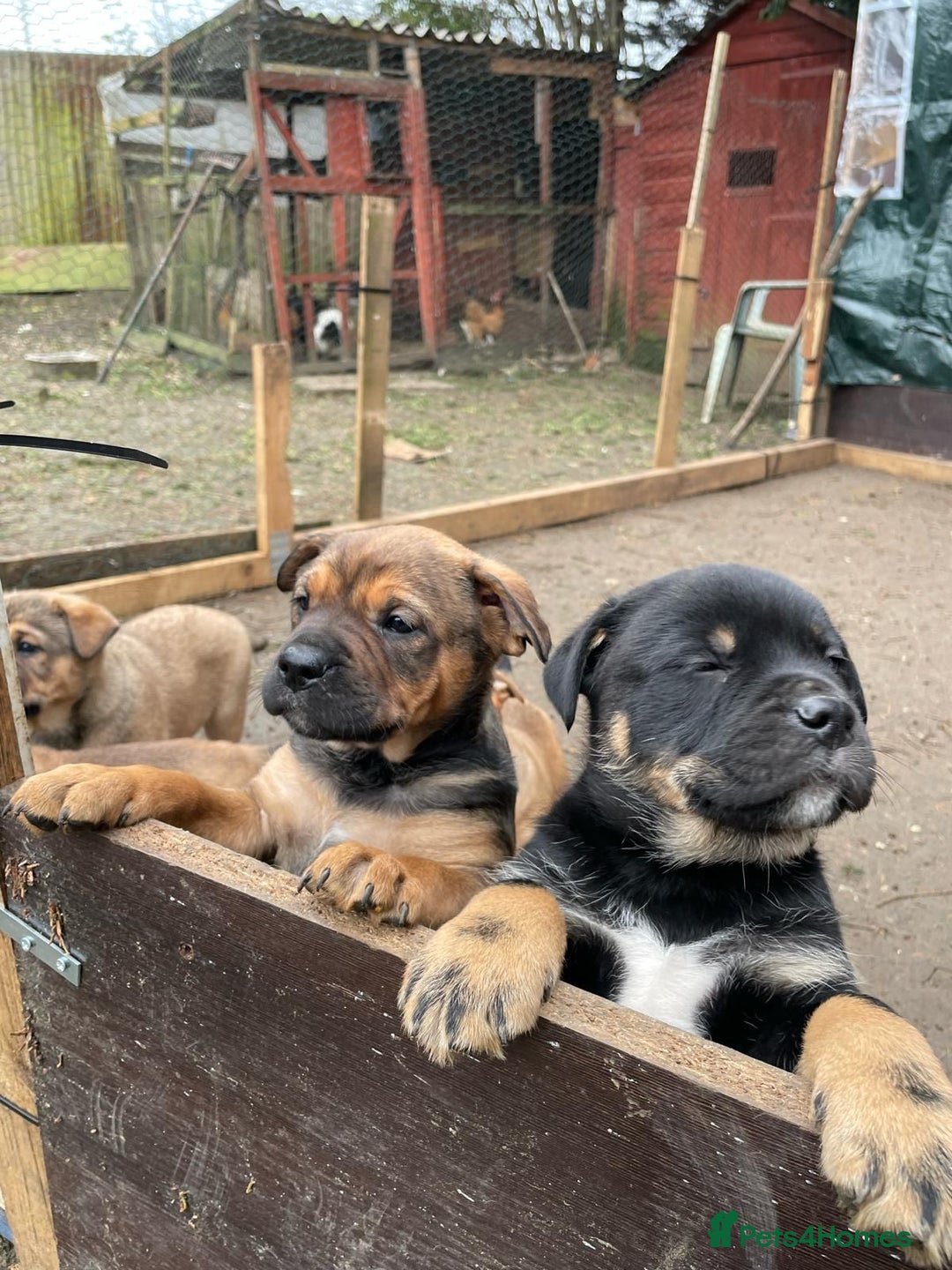 Rottweiler dogs for stud: Rottweiler cross for stud - Image 3