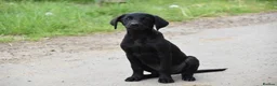 Labrador Retriever dogs for sale: Exceptional kc reg labradors  in Thirsk - Advert 8