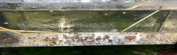 Snails fish for sale: Purple Mystery Snails - Advert 5