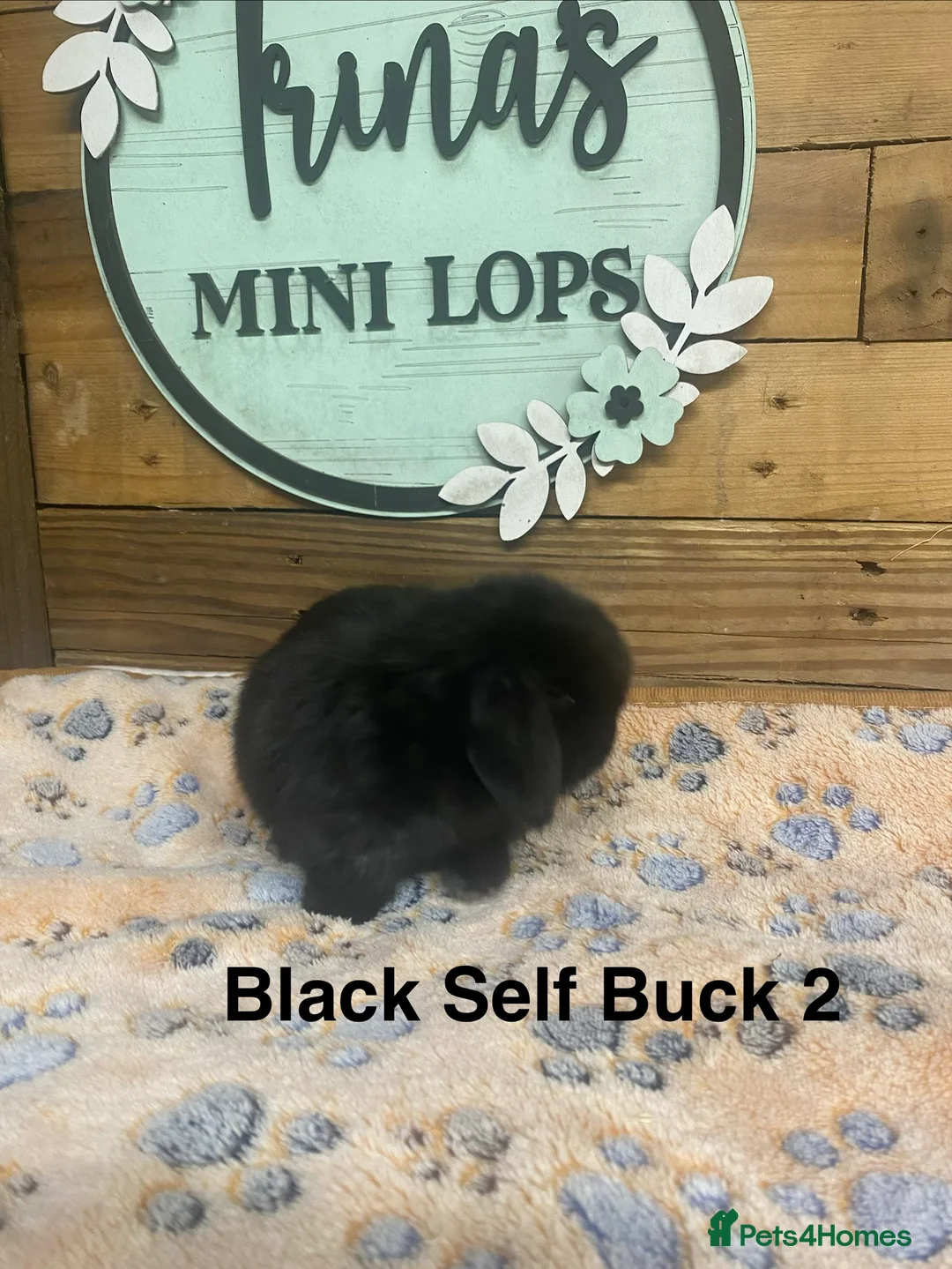 Mini Lop rabbits for sale: Purebred Baby Mini Lops - Advert 7