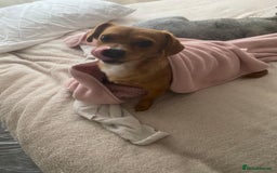 Mixed Breed dogs for adoption: Nellie  - Image 2