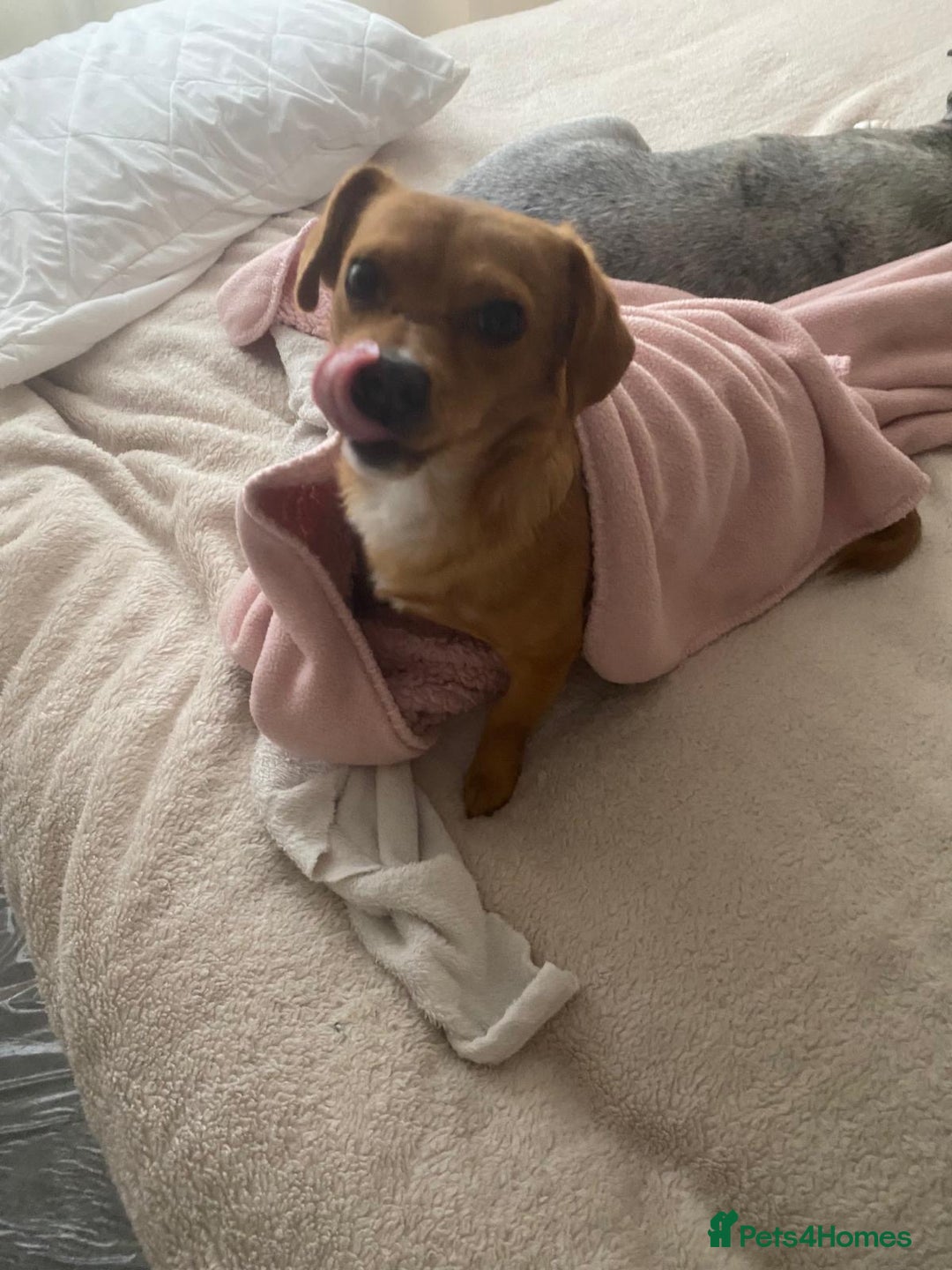 Mixed Breed dogs for adoption: Nellie  - Image 2