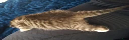 Mixed Breed cats for sale: 4 beautiful kittens  - Advert 7
