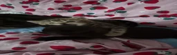 European cats for sale: Tabby kitten for sale  - Advert 6