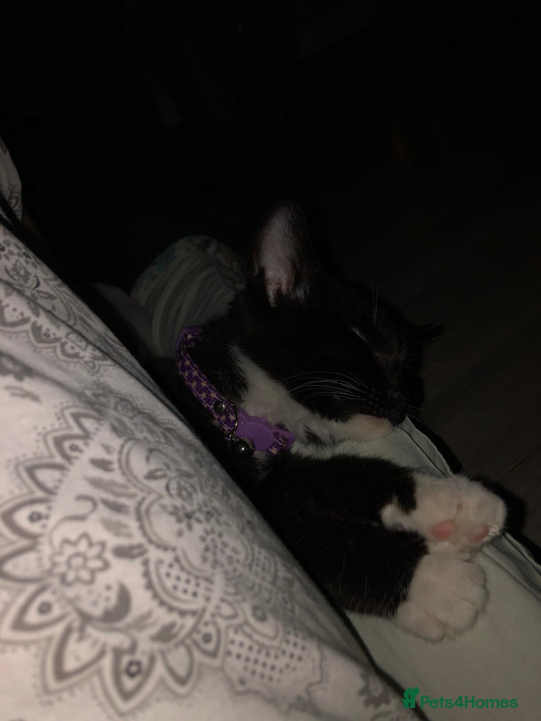 Mixed Breed cats for sale: Female kitten needing forever home Free - Advert 3