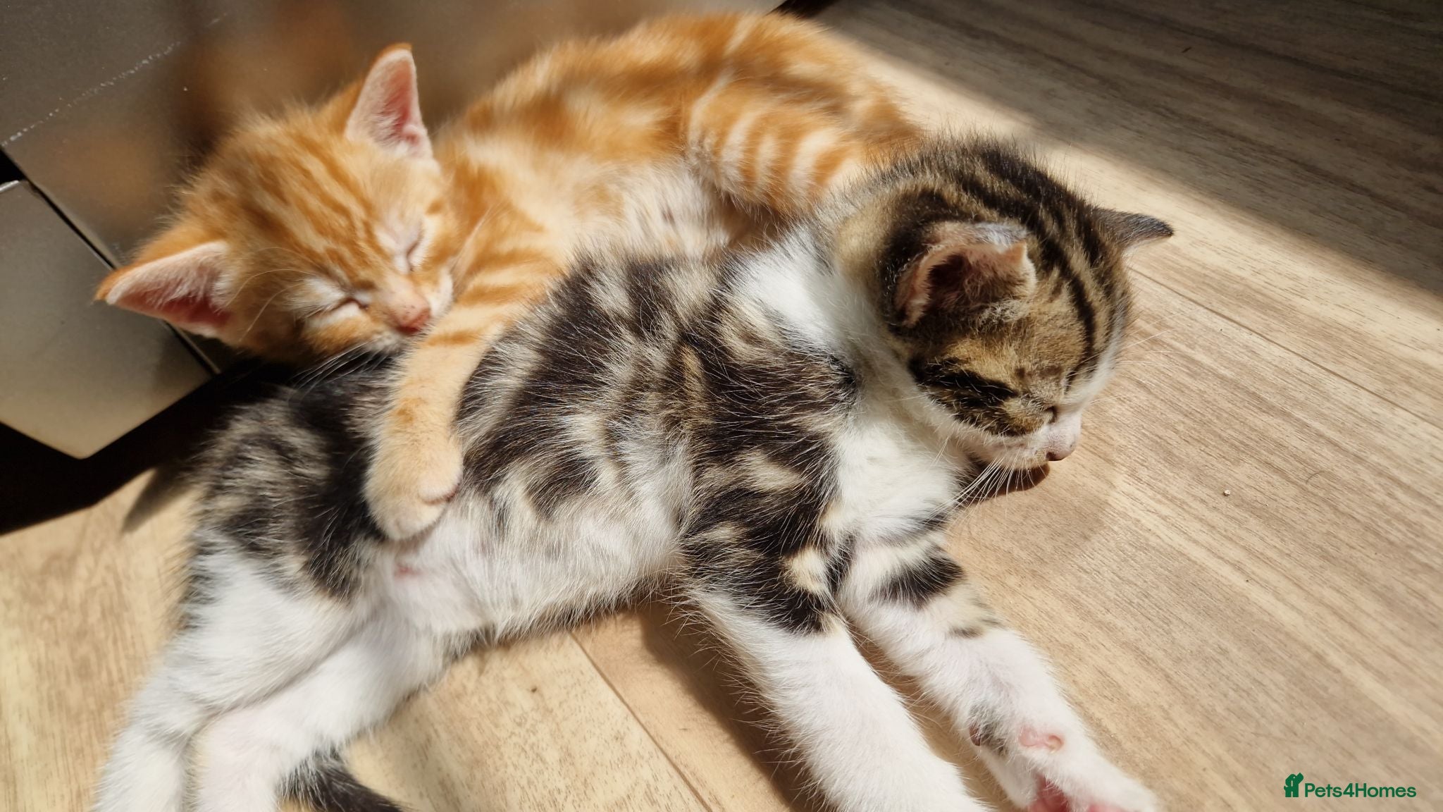 British Shorthair cats 😸 British Shorthair Kittens Ready to Reserve 😸  - Advert 8