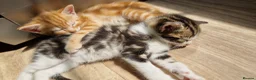 British Shorthair cats for sale: 😸 British Shorthair Kittens Ready to Reserve 😸  - Advert 2