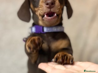 Dachshund dogs LAST ONE- Dachshund female puppy - last one - Advert 3