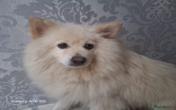 Pomeranian dogs for sale: 6 Pomeranian puppies  - Image 7