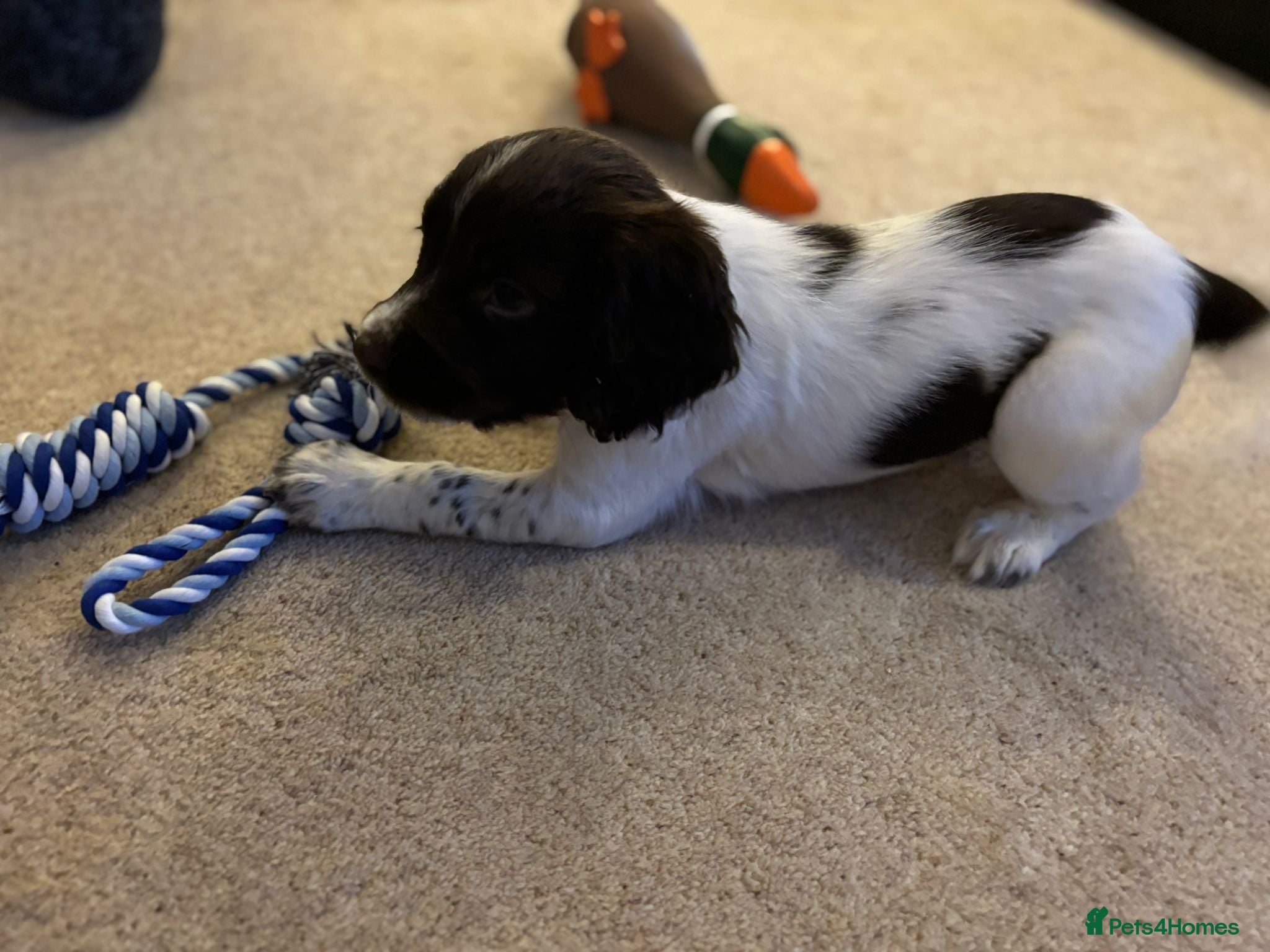 English Springer Spaniel dogs KC Registered English Springer Spaniel Puppies - Advert 8