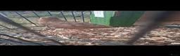 Quail poultry for sale: Quail hatching eggs and chicks  - Advert 9