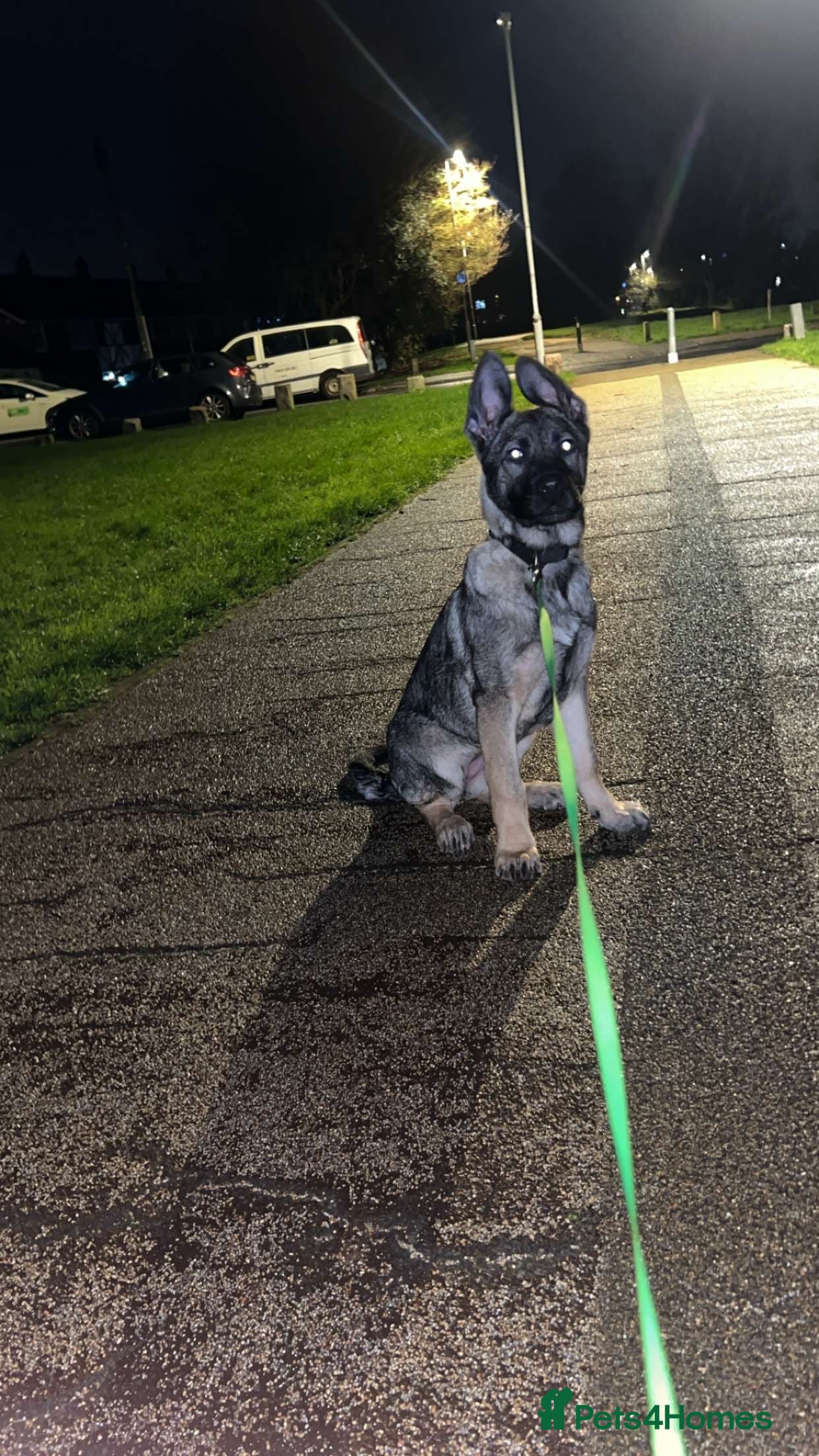 German Shepherd dogs Kc German Shepard Pup 8 weeks  - Advert 18