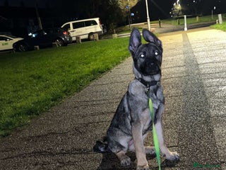 German Shepherd dogs Kc German Shepard Pup 8 weeks - Advert 6