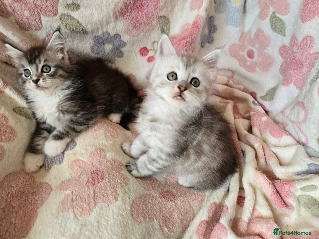 Maine Coon cats for sale: Gccf Maine Coon kittens  shaded lines - Image 30