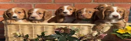Cocker Spaniel dogs for sale: 🐶 KC + Health Tested Cocker Spaniel Puppies 🐶 - Advert 3