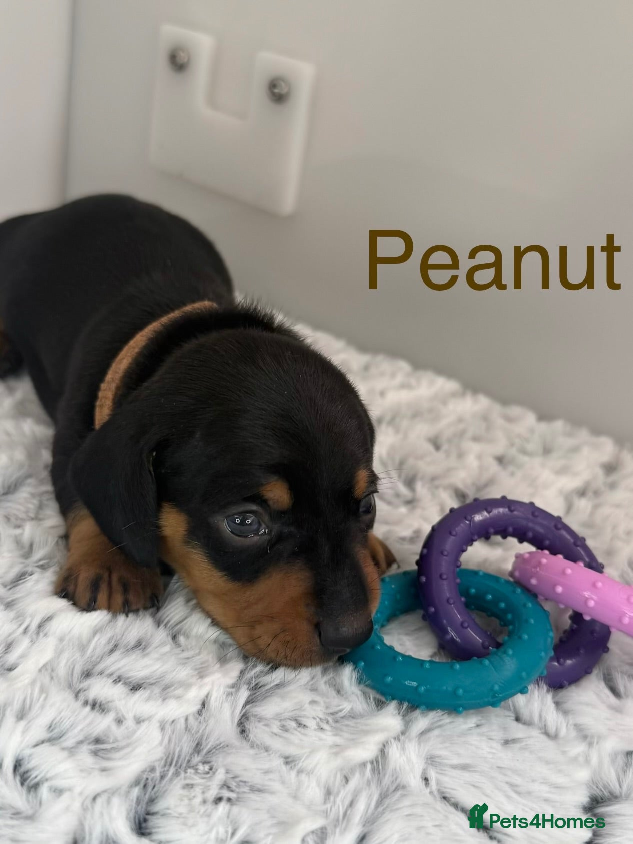 Miniature Dachshund dogs The Custest KC Miniature Dachshunds - Advert 2