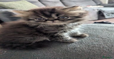 Persian cats - Advert 11